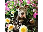 Julie, American Pit Bull Terrier For Adoption In Bellingham, Washington