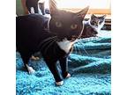 Tayla & Jewls Sisters, Domestic Shorthair For Adoption In Pena Blanca