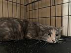 Mustang Sally, Domestic Shorthair For Adoption In Clarksville, Tennessee