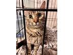 Joyce, Domestic Shorthair For Adoption In Clarksville, Tennessee