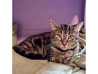 Sweet Pea, Domestic Shorthair For Adoption In Mendon, New York