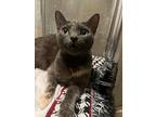 Macey Grey, Domestic Shorthair For Adoption In Kettering, Ohio