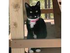 Luna, Domestic Shorthair For Adoption In Mendon, New York