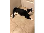 Oliver, Domestic Shorthair For Adoption In Elk Grove, California