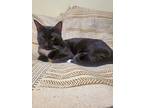 Pharaoh, Domestic Shorthair For Adoption In New York, New York