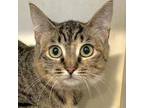 Lynette, Domestic Shorthair For Adoption In Mendon, New York