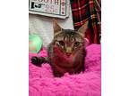 Max, Domestic Shorthair For Adoption In Scotland Neck, North Carolina