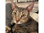 Cinnamon, Domestic Shorthair For Adoption In Lake Grove, New York