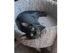 Axel, Domestic Shorthair For Adoption In New York, New York