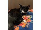 Baghra, Domestic Shorthair For Adoption In Island Lake, Illinois