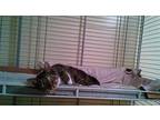 Clyde, Domestic Shorthair For Adoption In New York, New York