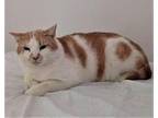 Hototo, Domestic Shorthair For Adoption In New York, New York