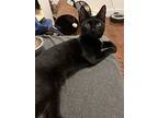 Figgy, Domestic Shorthair For Adoption In New York, New York