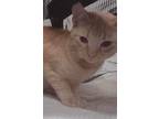 Trina, American Shorthair For Adoption In Inez, Kentucky