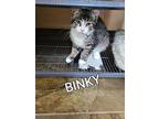 Binky, Domestic Shorthair For Adoption In Brantford, Ontario