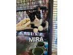 Mira, Domestic Shorthair For Adoption In Brantford, Ontario