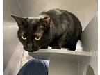 Amy Furry Fowler, Domestic Shorthair For Adoption In Clarksville, Tennessee