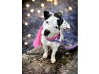 Adopt Charlee a Pit Bull Terrier, Mixed Breed