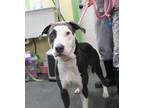 Adopt Akira a American Staffordshire Terrier, Mixed Breed