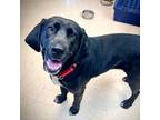 Adopt Misty a Labrador Retriever