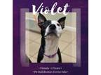Adopt Violet a Pit Bull Terrier, Boston Terrier