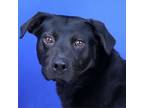 Adopt Graceland- 020907S a Black Labrador Retriever
