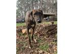 Adopt June Bug a Hound