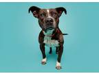 Adopt Gretchen a Mixed Breed