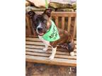 Adopt Esmeralda (Ezzy) a Terrier, Mixed Breed