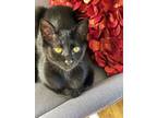 Adopt Luna Bear a Domestic Short Hair