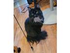 Adopt Icie a Domestic Long Hair, Tuxedo