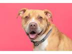 Adopt Frankie a Pit Bull Terrier, Mixed Breed