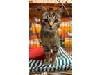 Adopt Mallard a Domestic Short Hair