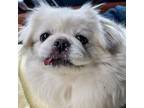 Adopt Princess a Pekingese