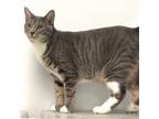 Adopt Steel a Domestic Short Hair, Tabby