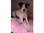 Adopt Oona a Pointer, Terrier