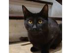 Adopt Willow - bonded to Nova a Domestic Short Hair