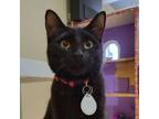 Adopt Nova - bonded to Willow a Domestic Short Hair