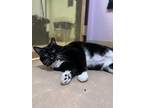 Adopt Bonita a Domestic Short Hair