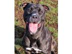 Adopt 24-55 Bambi a Pit Bull Terrier