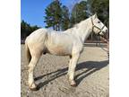 Grey Percheron gelding