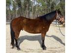 Registered bay gelding