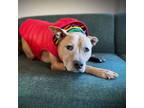 Adopt Fran a Pit Bull Terrier