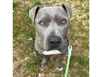 Adopt BonBon a American Staffordshire Terrier, Mixed Breed