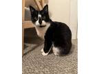 Adopt Natalie Wood a Domestic Short Hair