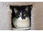 Adopt Delilah a Domestic Short Hair