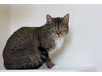 Adopt Willow a Tabby