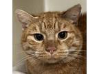 Adopt Towne a Domestic Short Hair