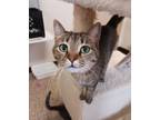 Adopt Ashley a Domestic Short Hair