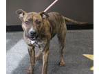 Adopt Jamie (7112) a Pit Bull Terrier